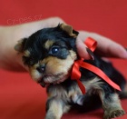 �t��ata york��rsk�ho teri�ra (mini, o�kovan� a od�erven�)