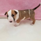 Miniaturn� bulteri�r 