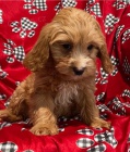 cavapoo  velmi mal�,  