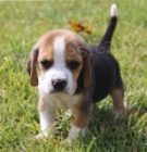 roztomil� �t���tka Beagle ..