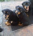 roztomil� doberman ..