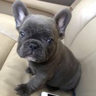 �istokrevn� francouzsk� buldo�ek ..