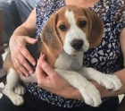 vynikaj�c� �t��ata Beagle ..