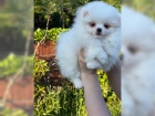 Pomeranian �t��ata
