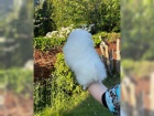 Pomeranian �t��ata