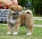 Japonsk� �t��ata Akita