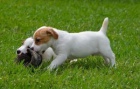�t��ata Jack Russell teri�ra