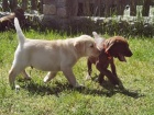 �istokrevn� �t��ata labrador� jsou nyn� k dispozici