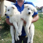 �t��ata b�l�ho �v�carsk�ho ov��ka