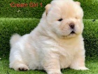 Chow Chow �t��ata s rodokmenem