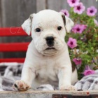 �t��ata anglick�ho buldoka jsou p�ipravena k adopci.