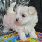 VAKCINOVAN� miniaturn� maltsk� �t���tka na prodej.