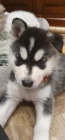 sibi�sk� husky s kr�sn�mi modr�mi o�ima na prodej.