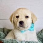 Zdrav�, o�kovan� a od�erven� kr�sn� �t���tka labradorsk�ho retr�vra na prodej.