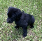 Zdrav�, o�kovan� a od�erven� kr�sn� �t���tka �ern�ho labradorsk�ho retr�vra na prodej.