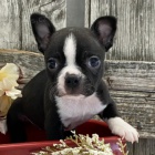 kr�sn� a o�kovan� zdrav� �t��ata bostonsk�ho teri�ra na prodej