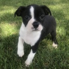 kr�sn� a o�kovan� zdrav� �t��ata bostonsk�ho teri�ra na prodej