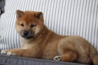 Rozko�n� od�erven� a o�kovan� kr�sn� miminka �t��ata shiba inu na prodej