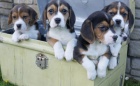 K dispozici jsou kr�sn� a rozko�n� o�kovan�, od�erven� a hygienicky vycvi�en� �t��ata beagle, kter� jsou nyn� p�ipravena k prodeji.