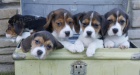 K dispozici jsou kr�sn� a rozko�n� o�kovan�, od�erven� a hygienicky vycvi�en� �t��ata beagle, kter� jsou nyn� p�ipravena k prodeji.
