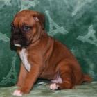 zdrav�, od�erven� a o�kovan� kr�sn� n�meck� �t��ata boxera na prodej.