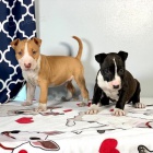 kr�sn� od�erven� a o�kovan� �t��ata anglick�ho bulteri�ra a samice na prodej.