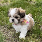 �t��ata SHIH TZU na prodej (�t��ata jsou o�kov�na a od�ervena).