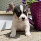 kr�sn� and�lsk� od�erven� a o�kovan� �t��ata Pembroke Welsh Corgi na prodej.