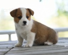 kr�sn� and�lsk� od�erven� a o�kovan� �t��ata Pembroke Welsh Corgi na prodej.