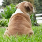 anglick� buldok �t��ata na prodej