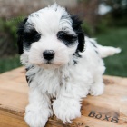 rozko�n� a zdrav� o�kovan� a od�erven� havansk� �t��ata na prodej.