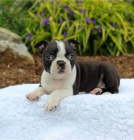 �t��ata boston teri�ra