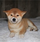 �t��ata shiba inu