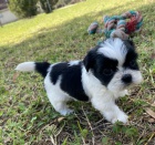 �t��ata shih tzu
