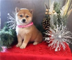 Kr�sn� �t��ata shiba inu