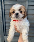 3 m�s�ce �t��ata Shih Tzu