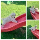 Zlat� retr�ever �t��ata