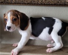 Zobrazit kvalitn� �t��ata beagle