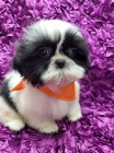 kr�sn� fena shih tzu �t�n�