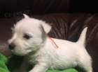 N� rozko�n� vrh Westie