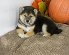 �t��ata shiba inu