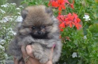 Pomeranian �t��ata