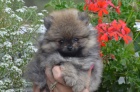 Pomeranian �t��ata