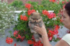 Pomeranian �t��ata