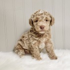 Pudl �t�n� bez PP