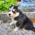 Kr�sn� �t���tka Pomskies na prodej (k��enec sibi�sk�ch a pomeransk�ch)