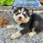 Kr�sn� �t���tka Pomskies na prodej (k��enec sibi�sk�ch a pomeransk�ch)