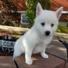 Kr�sn� �t���tka Pomskies na prodej (k��enec sibi�sk�ch a pomeransk�ch)
