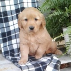 kvalitn� �t��ata zlat�ho retr�vra