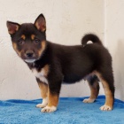 �t��ata shiba-inu na prodej
